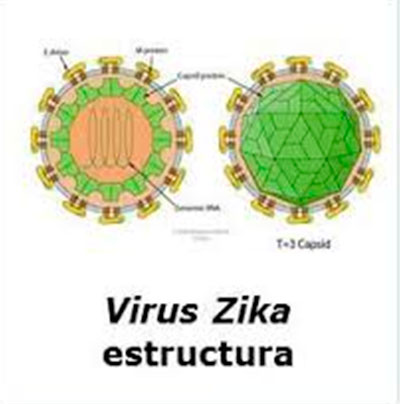 Estructura del virus ZIKA