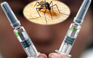 Mosquito Virus Zika