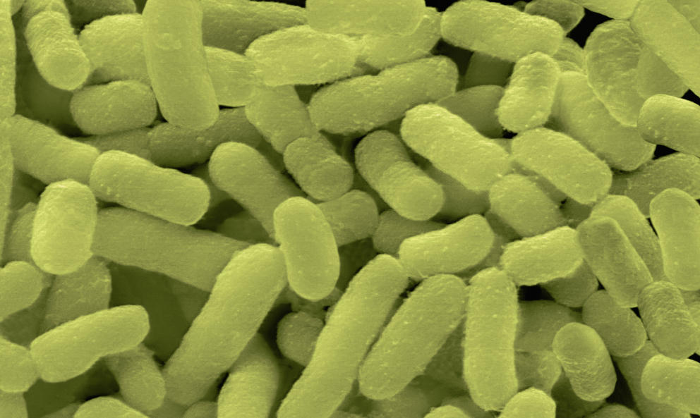 Bacterias De La Familia Prevotella Corbis